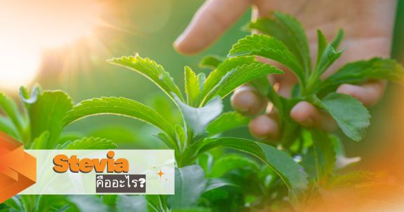 Stevia คืออะไร?